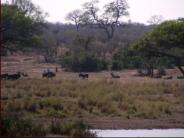 Life at the waterhole