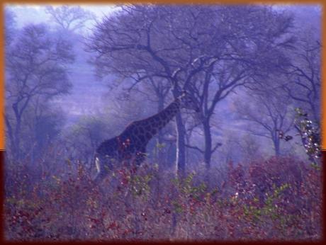 Giraffe in the dawn light
