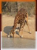 Giraffe's - have a pad that absorbs blood to brain to stop blackouts