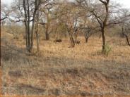 Warthogs on the prowl