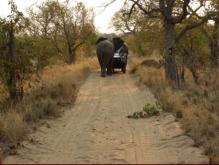 The first warning - from a large Bull Elephant