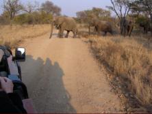 Mother crossing with 4 day old calf at foot.