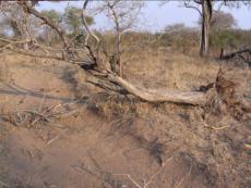 Typical Elephant damage - they sure can make a mess!