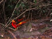 A colourful resident of Birds Of Eden 2Ha avery