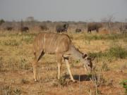 Greater Kudu female