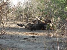 Dead Buffulo - feeds the chain-of-life