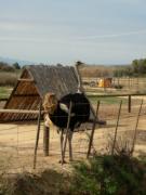 Male Ostrich - and was he a hero ....