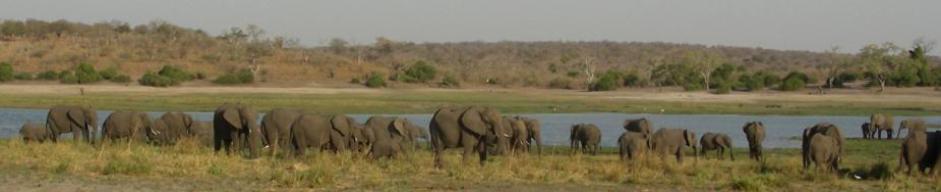 Elephants on the Chobe River - Botswana