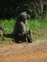 It is safe around here ...