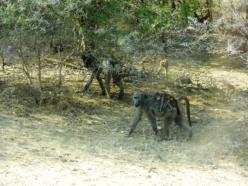 Great way to travel - Baboons in Kruger Park
