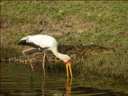 Yes they are a bonded pair - Bird will catch fish for the Croc.