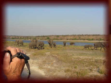 Elephants - Chobe River - Botswana