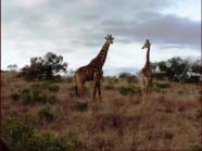 Giraffe - very interested in us!