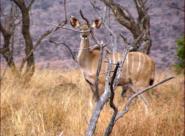 Greater Kudu Female