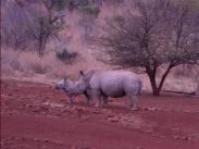 White Rhinoceros and calf