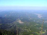 Timber Plantations (mostly Pine) from Gods Window
